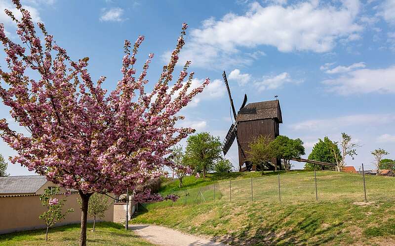 



        
            Bockwindmühle in Werder,
        
    

        Foto: TMB-Fotoarchiv/Steffen Lehmann
    