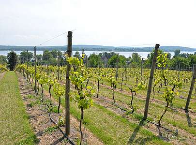 Weinreben auf dem Wachtelberg