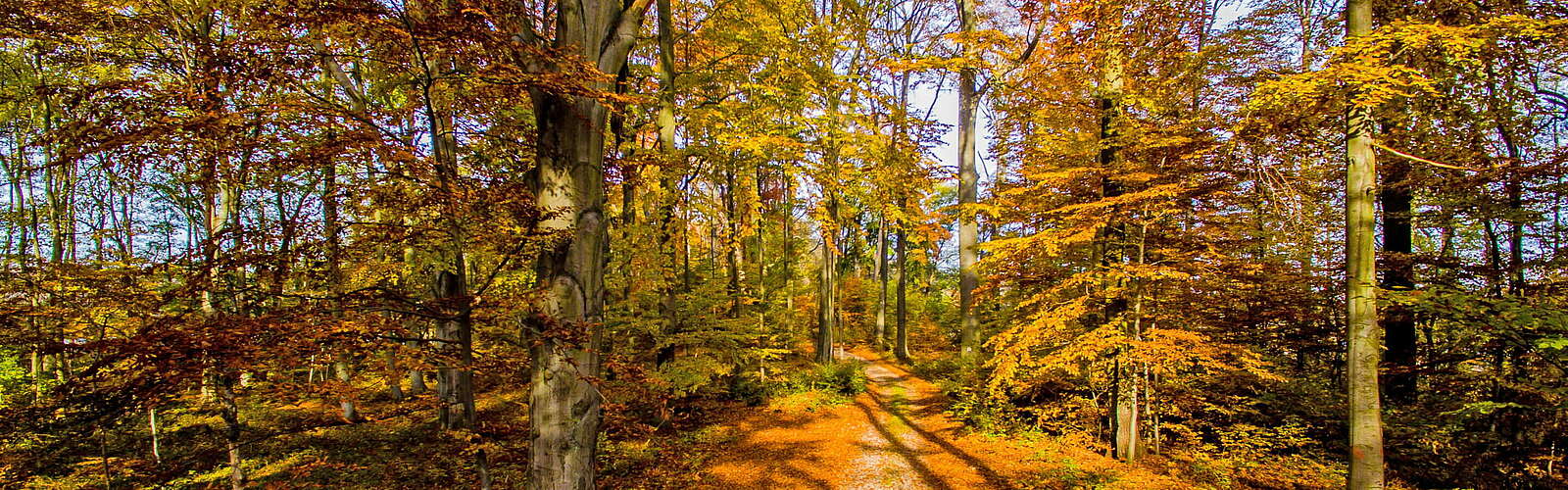 Waldweg Schofheide,
        
    

        Foto: TMB Fotoarchiv/Stefan Escher