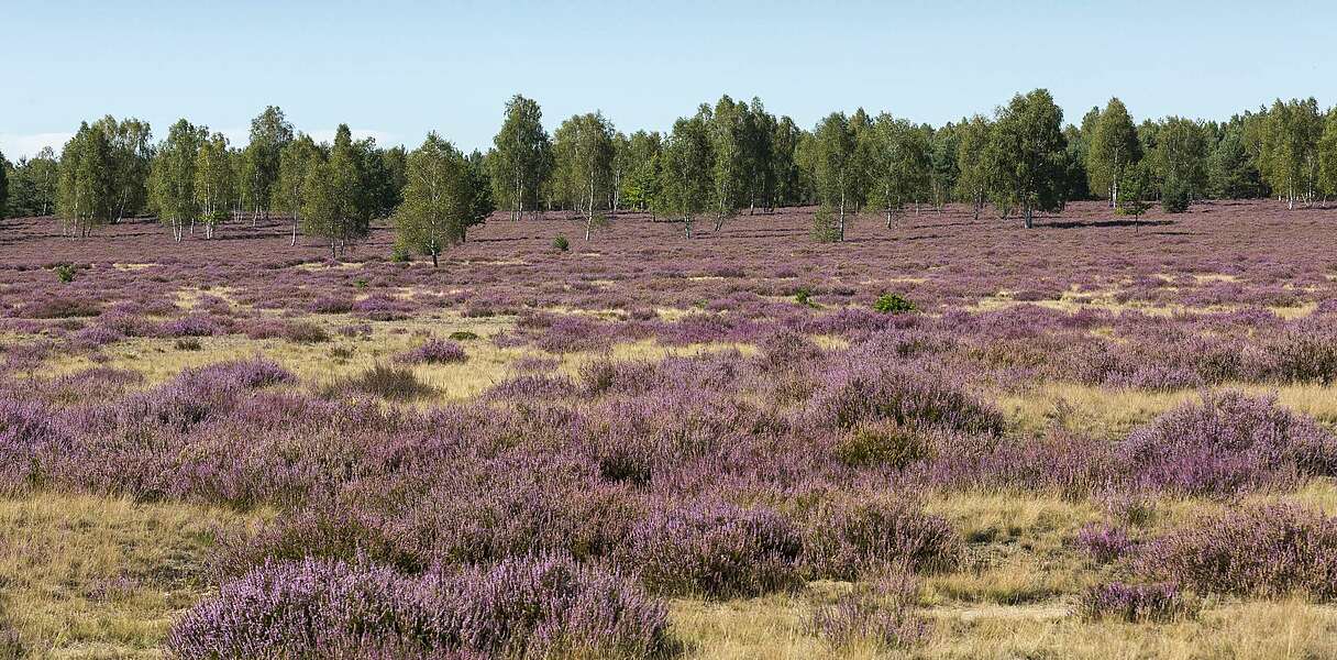 Blühende Heide