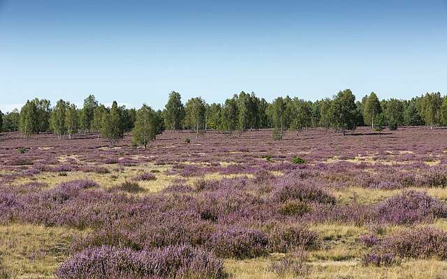 Blühende Heide