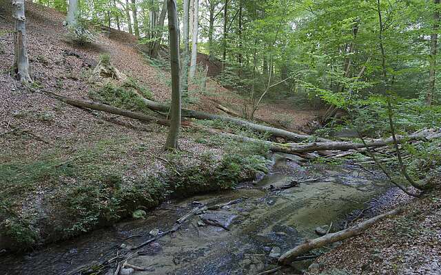 Das Hellmühler Fließ im Biesenthaler Becken