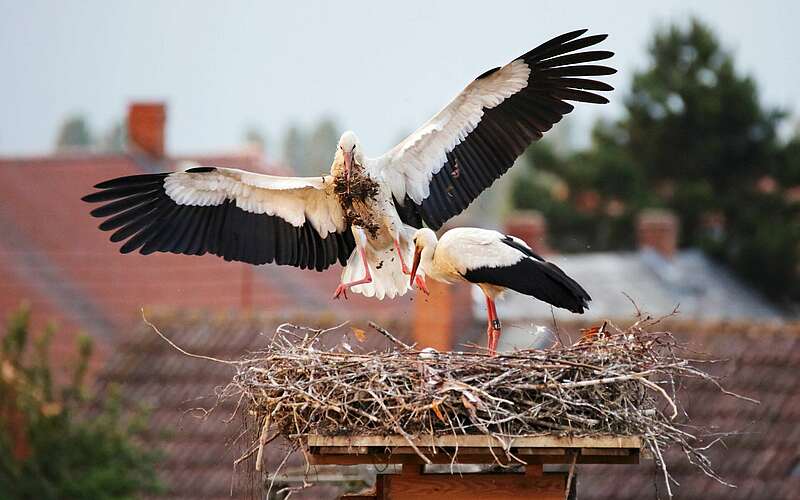 



        
            Störche,
        
    

        Foto: Naturschutzfonds Brandenburg/LerchUlmer
    