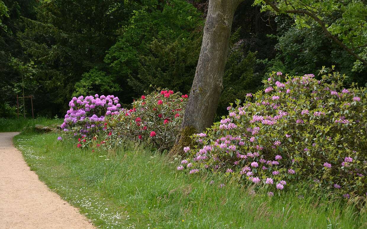 Rhododendronsträucher am Wegesrand
