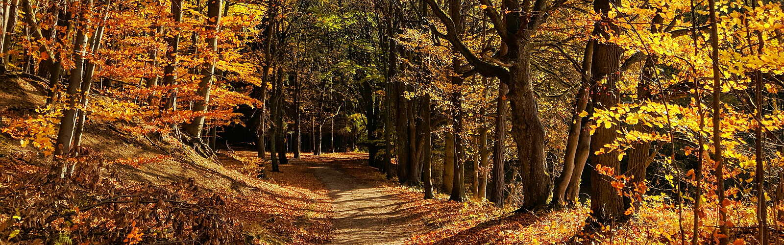 Wanderweg durch Grumsin,
        
    

        Foto: TMB-Fotoarchiv/Antje Tischer