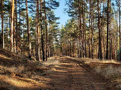 Wanderweg im Naturpark Niederlausitzer Landrücken