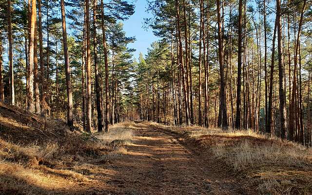 Wanderweg im Naturpark Niederlausitzer Landrücken