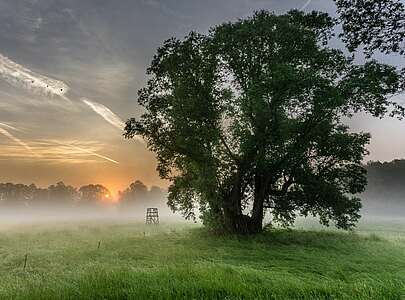 Morgentau auf den Spreewaldwiesen