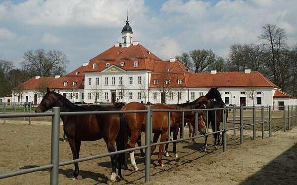 Brandenburgisches Haupt- und Landgestüt Neustadt (Dosse)