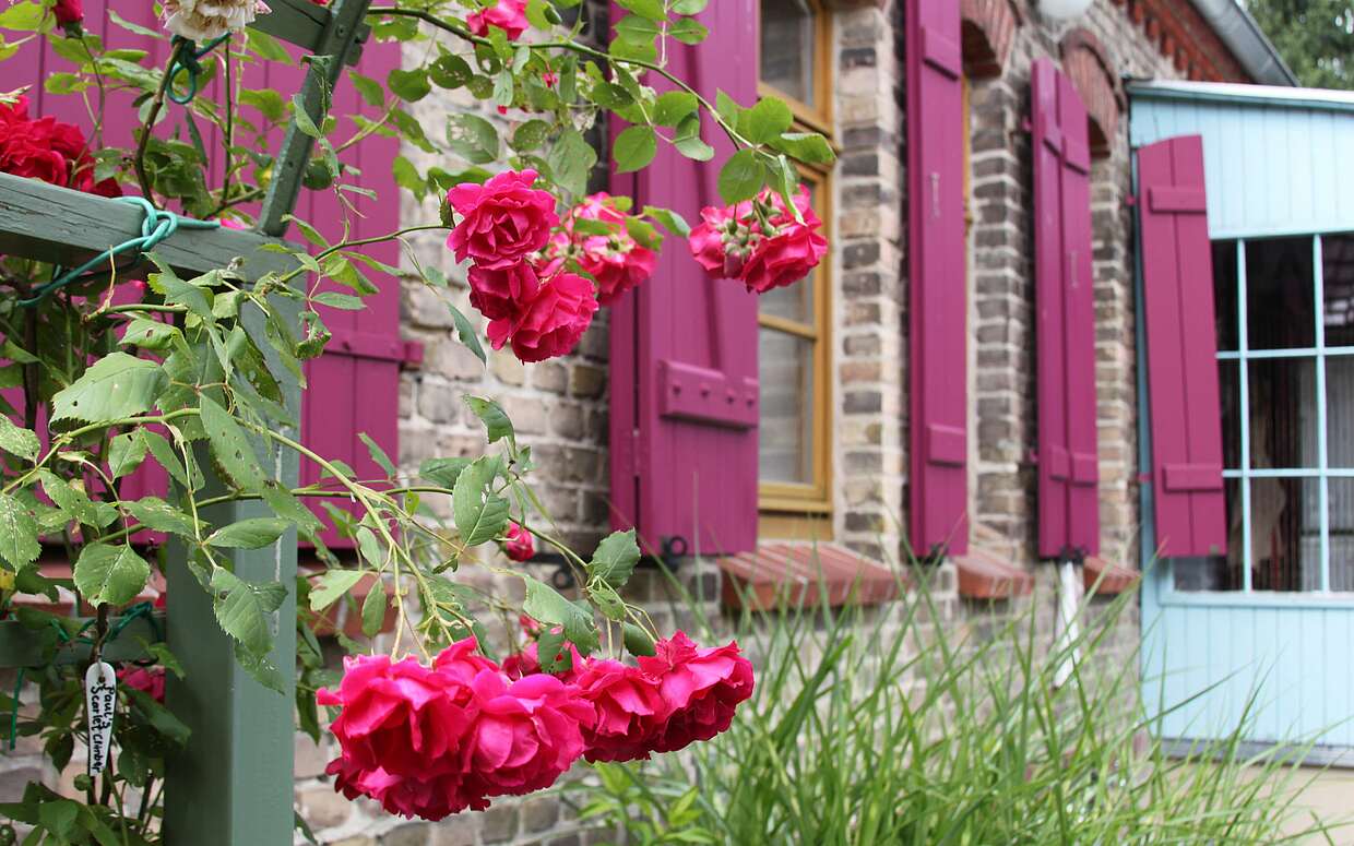 Blühende Rosen an einem Bauernhaus