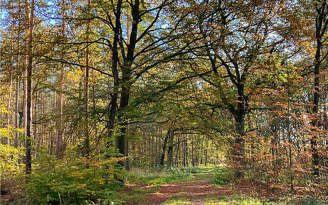 Waldspaziergang