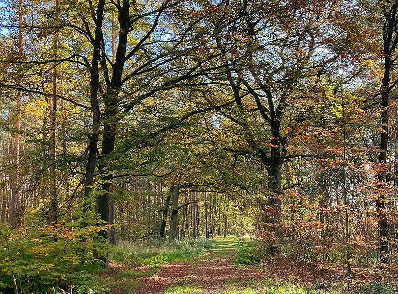 Waldspaziergang