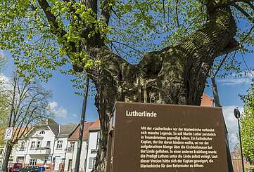 Die Luther-Linde von Treuenbrietzen