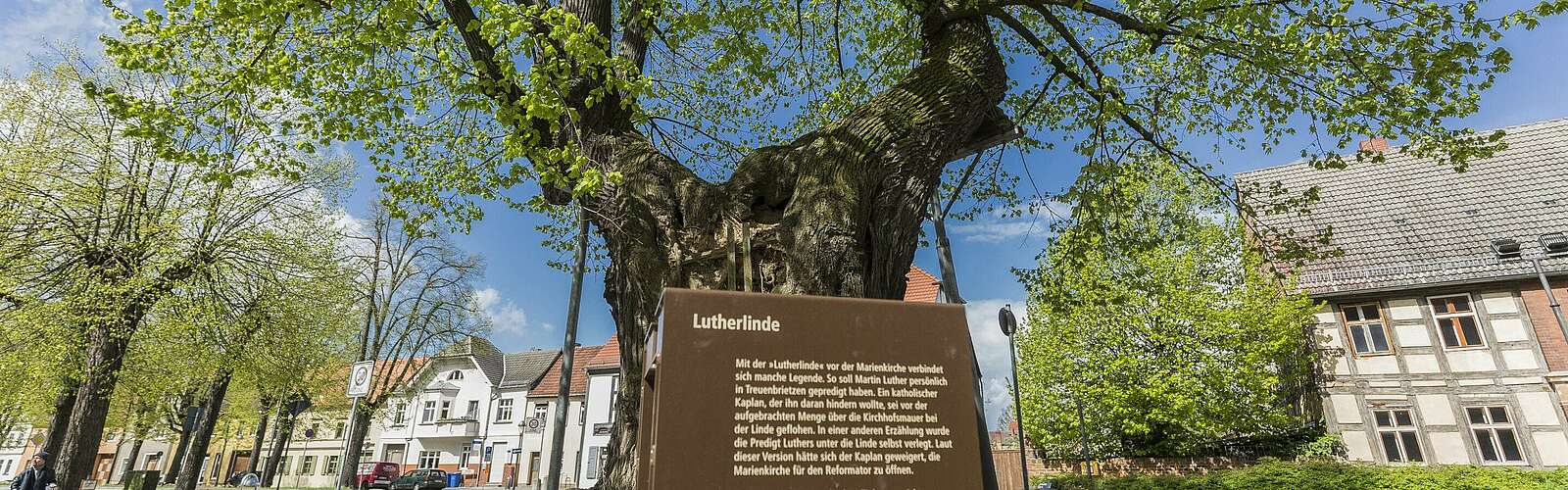 Lutherlinde in Treuenbrietzen,
        
    

        Foto: TMB-Fotoarchiv/Steffen Lehmann
