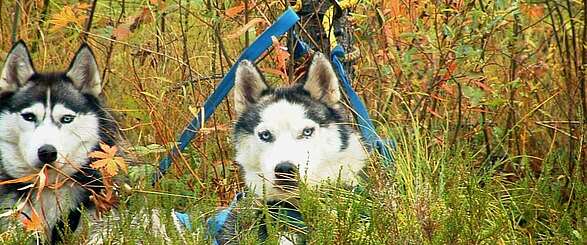 Barrierefreie Schlittenhunde-Tour durchs Ruppiner Seenland