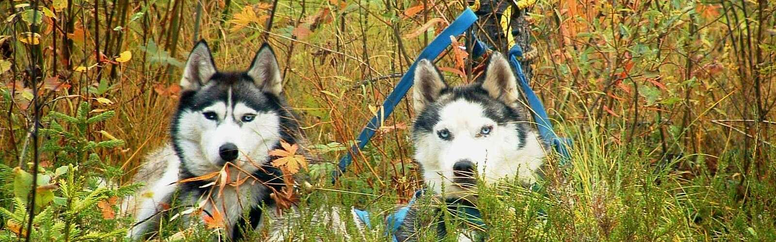 Wandern mit Huskies ,
        
    

        Foto: Freizeit- und Tourismusservice Sabine Kühn/Freizeit mit Huskies