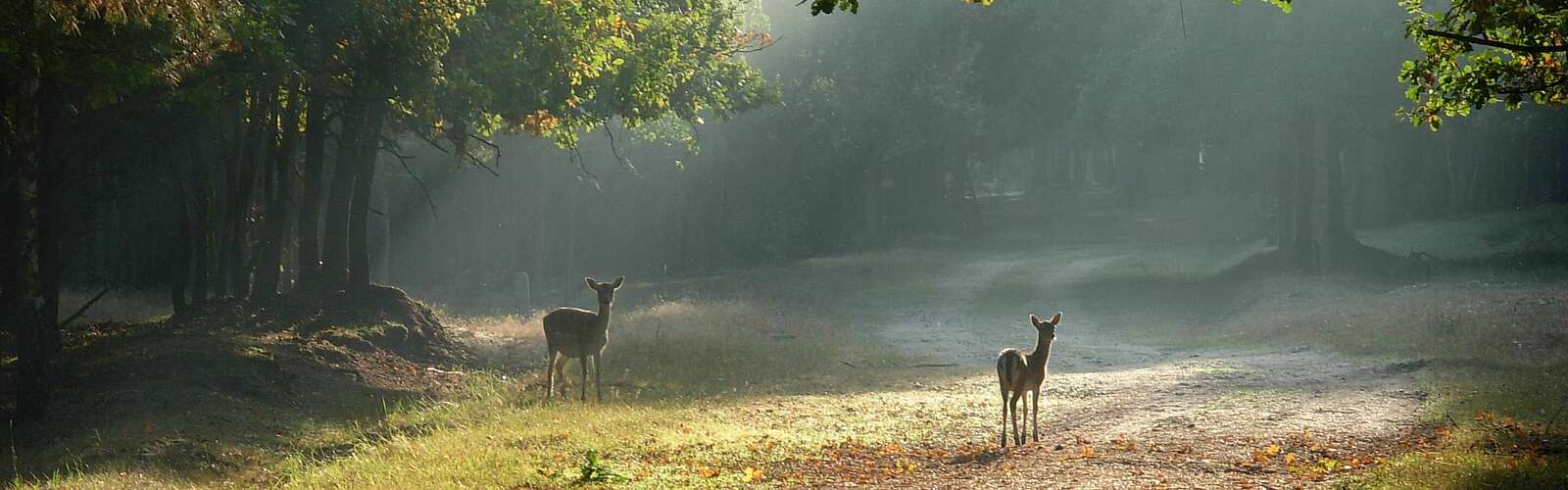 Zwei Rehe in der Morgensonne,
        
    

        Foto: TMB-Fotoarchiv/Steffen Lehmann