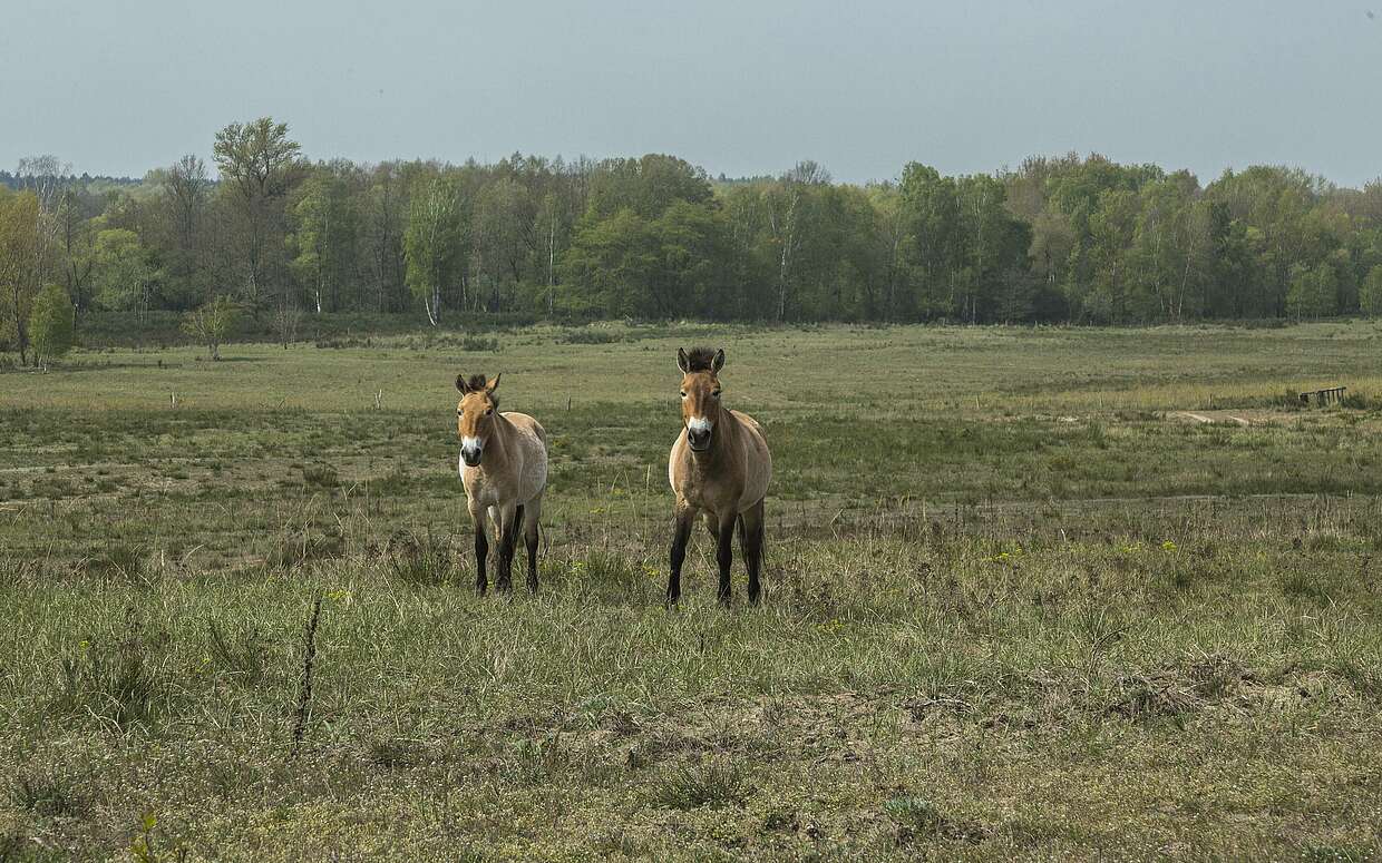 Wildpferde in Sielmanns Naturlandschaft Döberitzer Heide