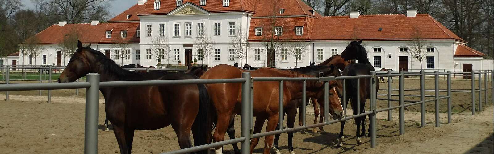 Brandenburgisches Haupt- und Landgestüt Neustadt/Dosse,
        
    

        
        
            Foto: Doreen Wolf