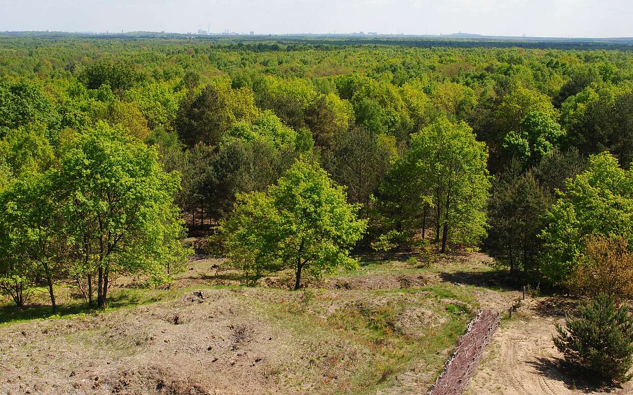 Blick auf die Döberitzer Heide vor Berlin