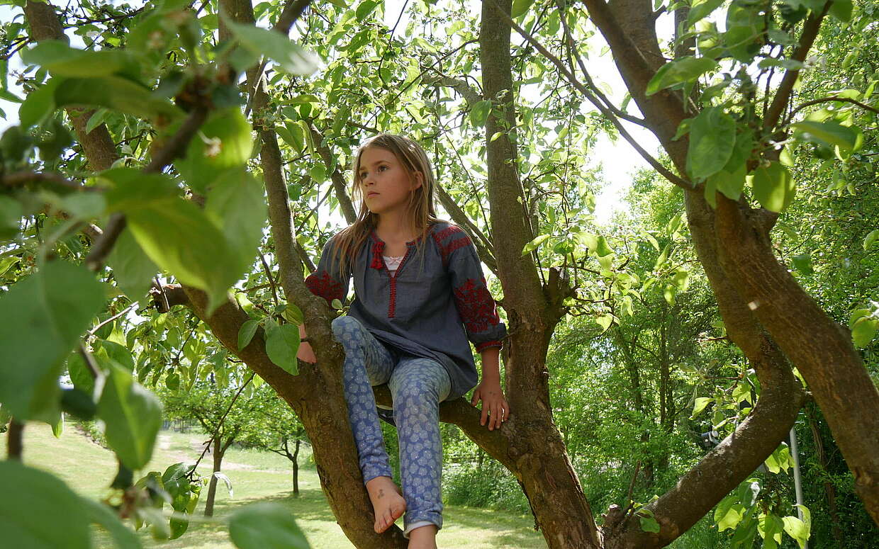 Hoch hinaus auf Obstbäumen
