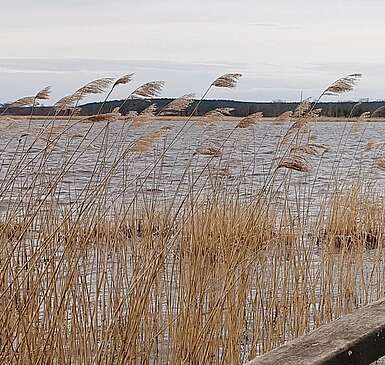 Mit dem Elektromobil durch Blankensee