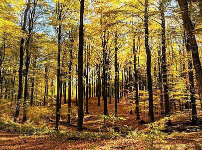 Buchenwald Grumsin im Herbst