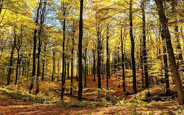 Buchenwald Grumsin im Herbst