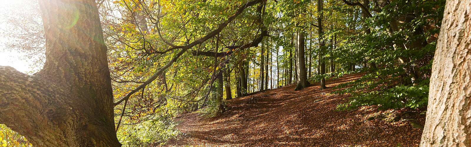 Herbstlicher Wald am Hellsee,
        
    

        Foto: TMB-Fotoarchiv/Steffen Lehmann