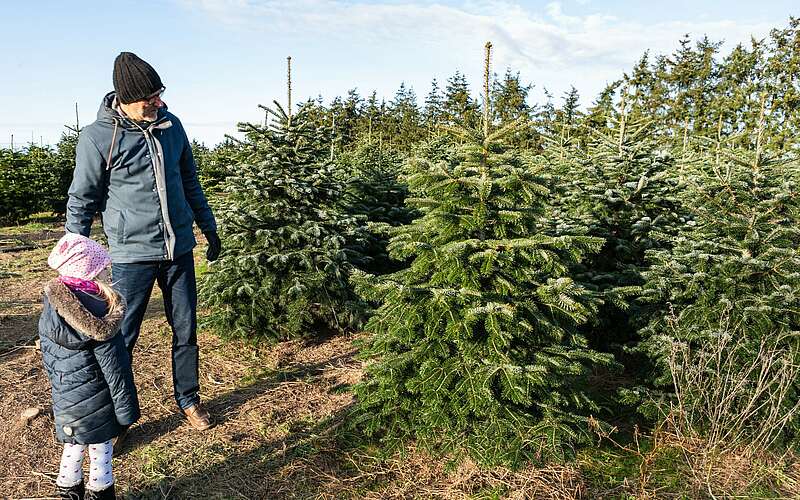 



        
            Weihnachtsbaumschlagen auf dem Werderaner Tannenhof,
        
    

        Foto: TMB Fotoarchiv/Steffen Lehmann
    