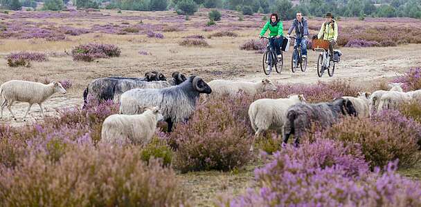 Radfahrer in der Heide