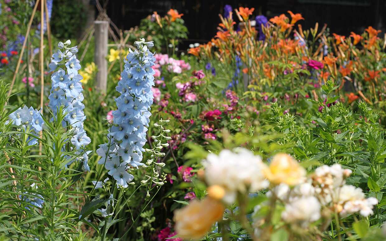 Sommerlich bunte Blumenwiese