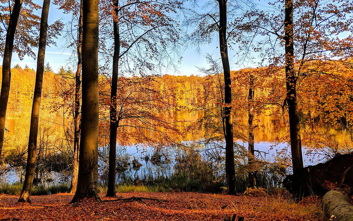 Wasserblick im Wald