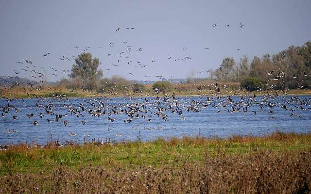 Vogelschwärme am Gülper See