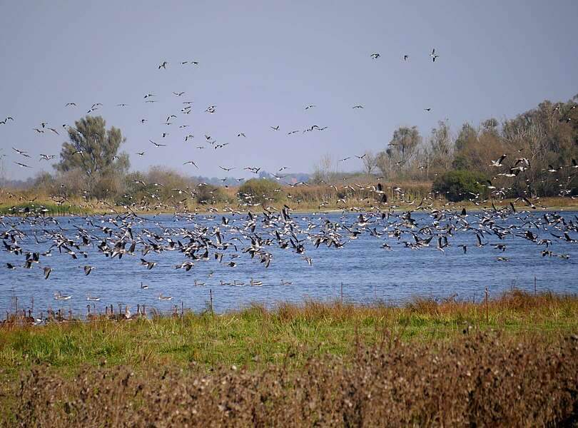 Vogelschwärme am Gülper See