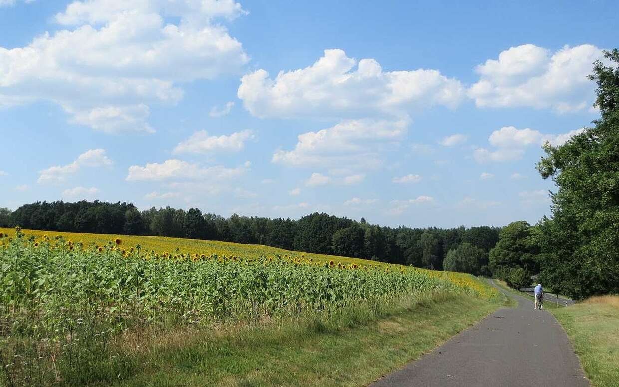 Farbenfrohe Begleiter am Wegesrand: Sonnenblumenfeld in der Schorfheide.
