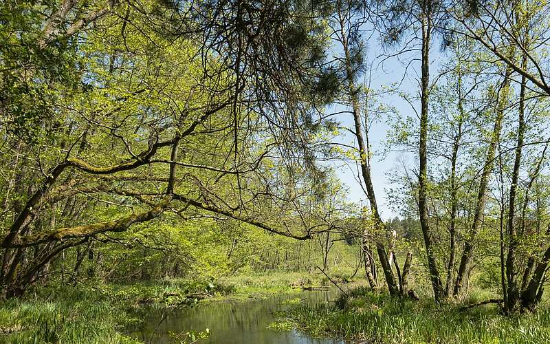 



        
            66-Seen-Wanderweg Fangschleuse-Hangelsberg ,
        
    

        Foto: TMB-Fotoarchiv/Steffen Lehmann
    