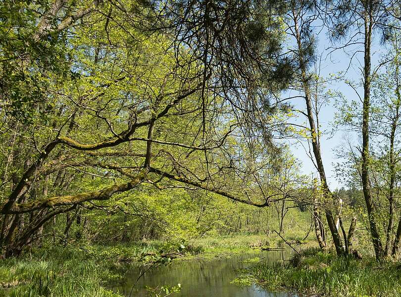 66-Seen-Wanderweg Fangschleuse-Hangelsberg 