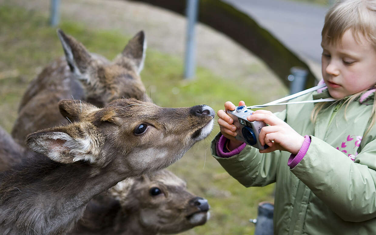 Ein Kind fotografiert Damwild