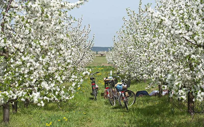 



        
            Radfahrer in Werder (Havel) zur Baumblüte,
        
    

        Foto: TMB-Fotoarchiv/Yorck Maecke
    