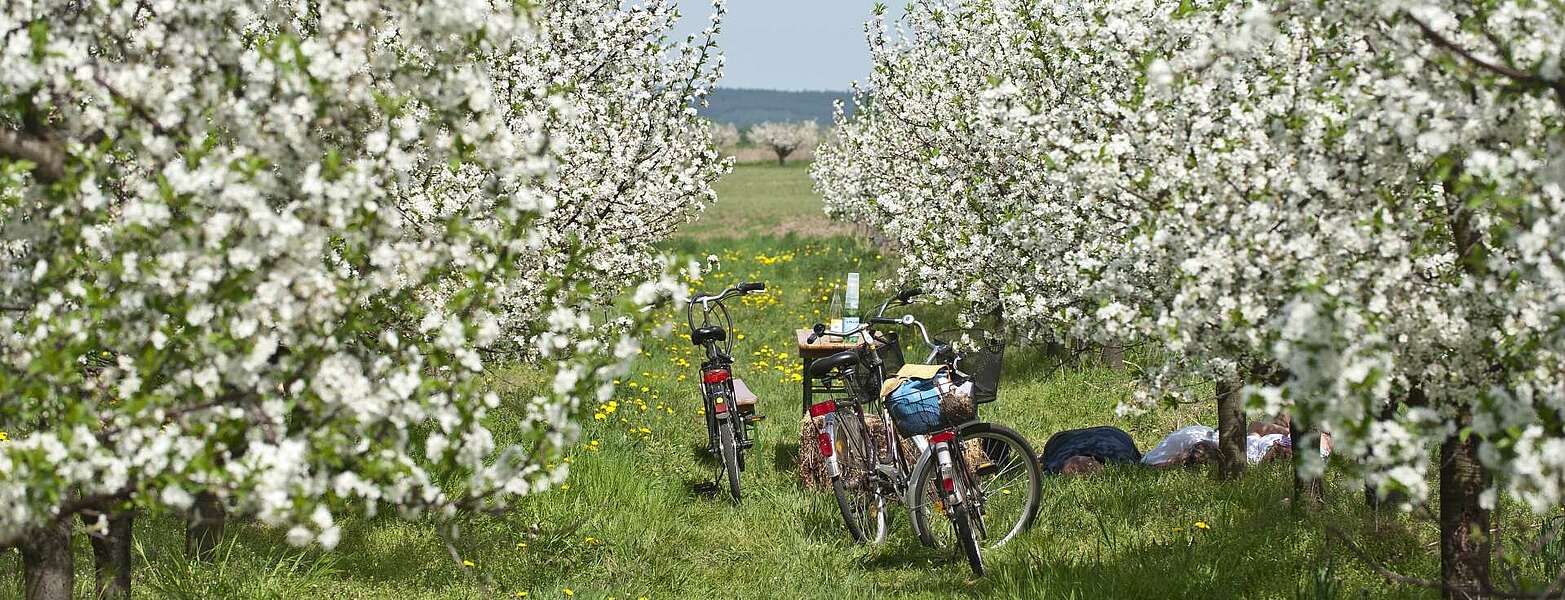 Radfahrer in Werder (Havel) zur Baumblüte,
        
    

        Foto: TMB-Fotoarchiv/Yorck Maecke