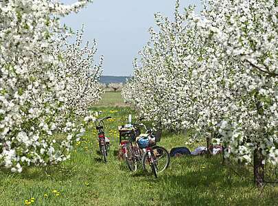 Radfahrer in Werder (Havel) zur Baumblüte