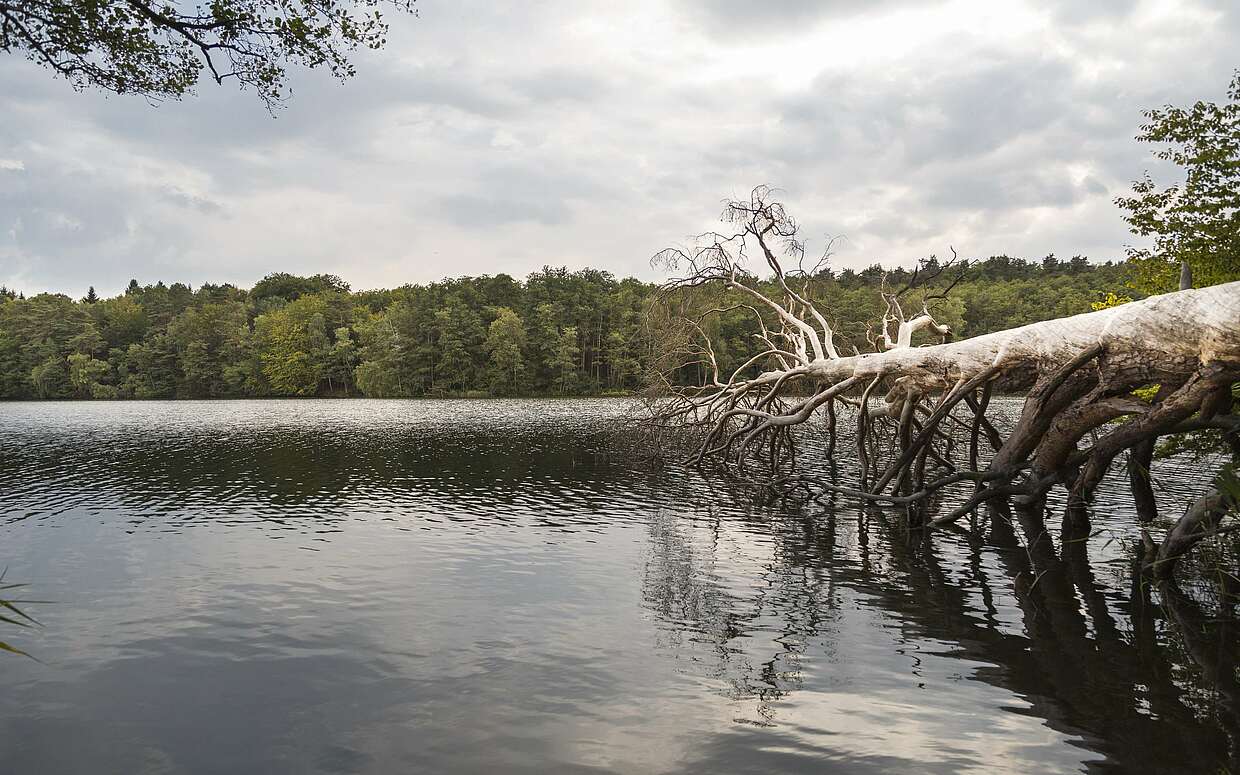 Ein toter Baum ragt in den Hellsee