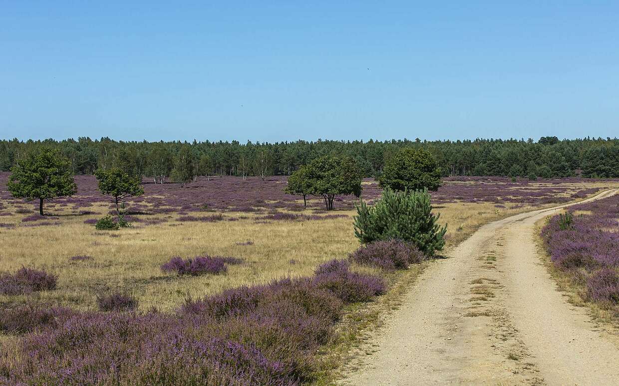 Blühende Heide