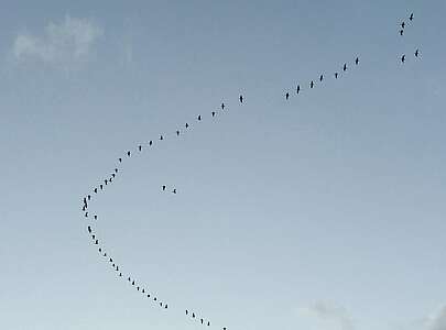 Vogelzug über der Prignitz