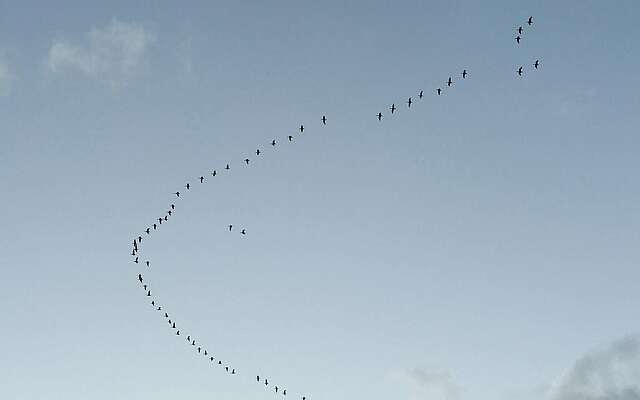 Vogelzug über der Prignitz