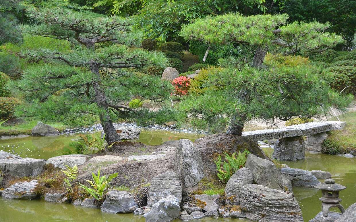 Kleine Insel mit Kiefern im Bonsaigarten in Ferch