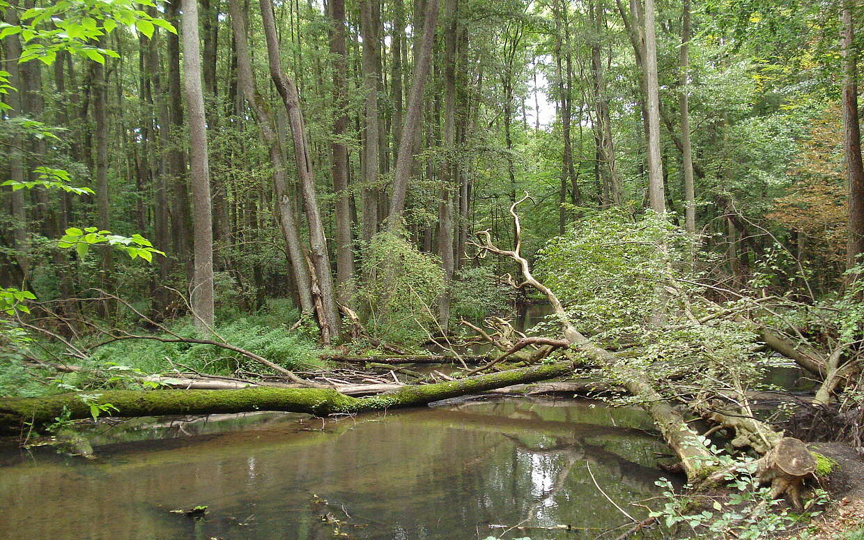 Gemächlich fließt sie durch den Wald: die Schwärze bei Eberswalde