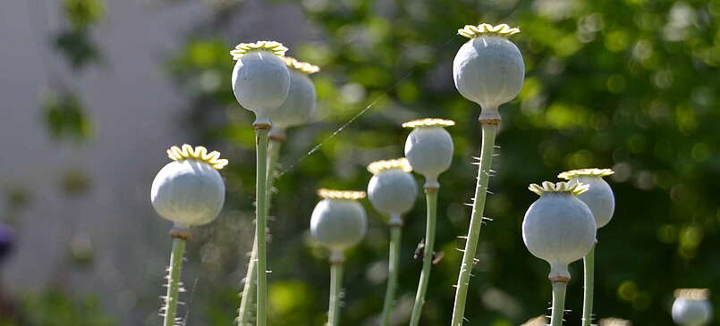 Medizin aus Blüten und Blättern