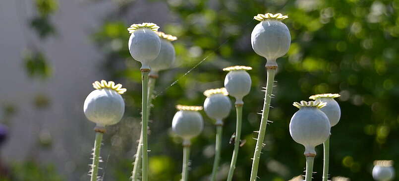 Medizin aus Blüten und Blättern aus dem Havelland in Branden